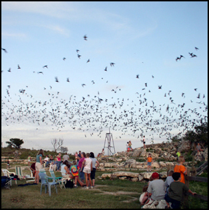 Bat Flight