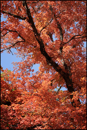 Lost Maples Park